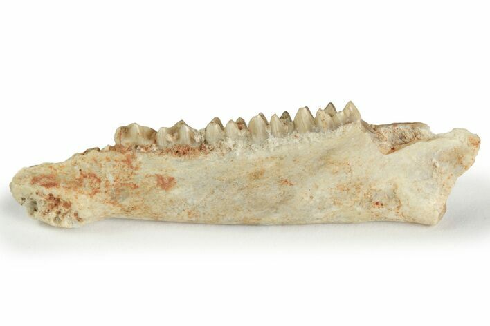 Fossil Early Ungulate (Oxacron) Jaw - France #218475